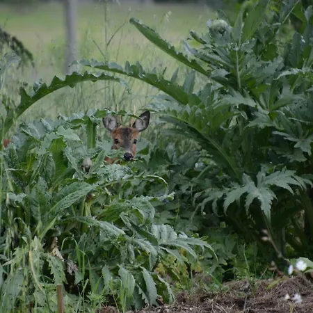 Tatil Evi Chant Du Buc, Le Loft *